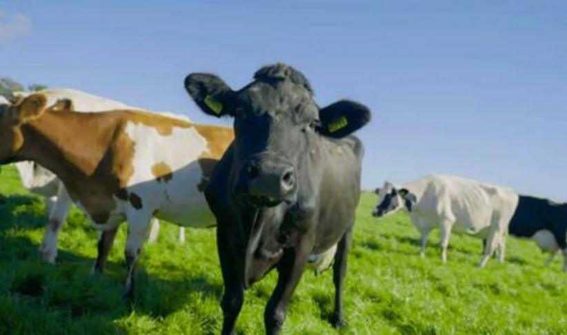 L’UE soutient les projets controversés du gouvernement hollandais : réduire les émissions d’azote en poussant les éleveurs à la faillite